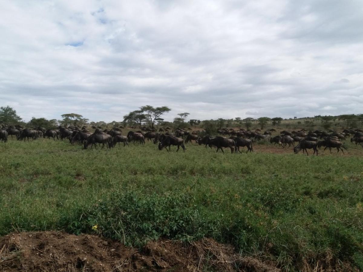 Seronera Wildlife Lodge Serengeti Kültér fotó