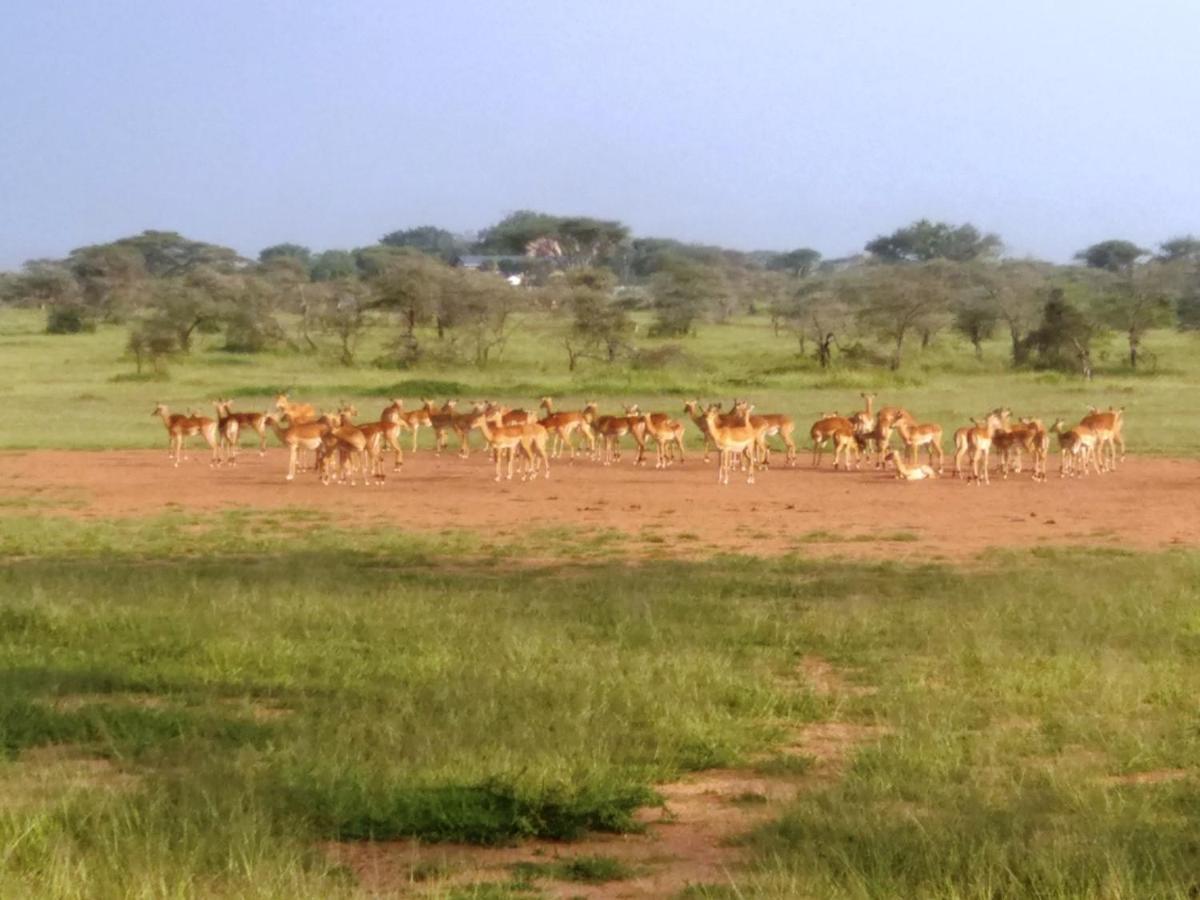 Seronera Wildlife Lodge Serengeti Kültér fotó